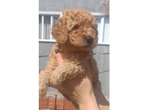 Karneli Chipli Toy Poodle Yavrular 