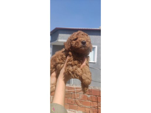 Irk ve Sağlık Garantili Toy Poodle Yavrular