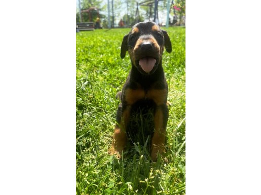 Harika Anatomi Doberman Yavrular