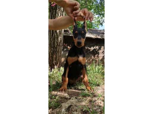 Üst Kalite Doberman Yavrular