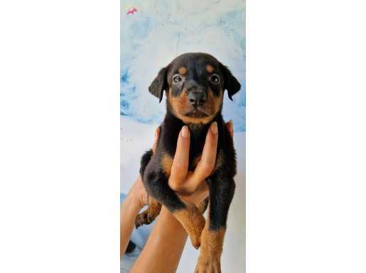 Mükemmel Üst Kalite Irk Garantili Doberman Yavrular 