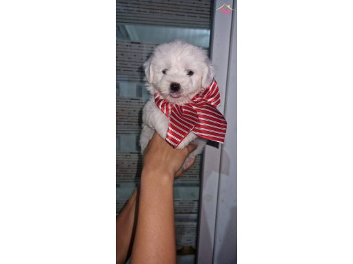 Harika Görüntüye Sahip Maltese Terrier Yavrular