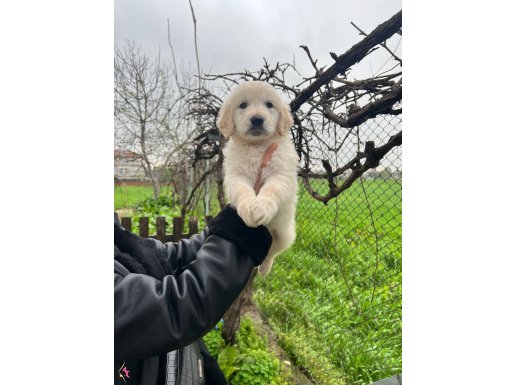 Harika Anatomi Bebek Yüzlü Golden Retriever Yavrular 