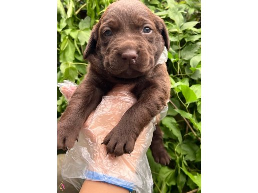 Dost Canlısı Labrador Yavrular 