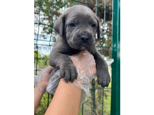 Koca Kafalı Irk Garantili Cane Corso Yavrular 