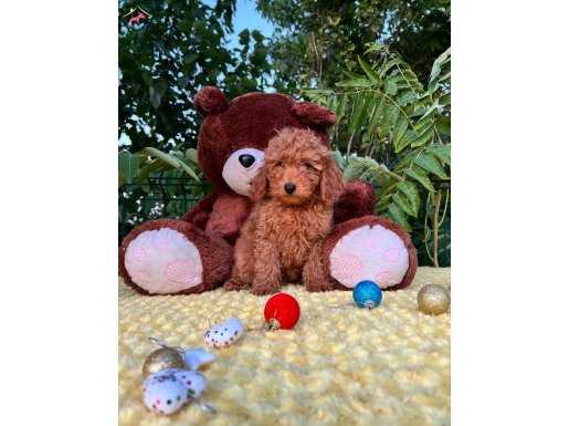 Yurtiçi Yurtdışı Gönderim Sağladığımız Toy Poodle Yavrular 