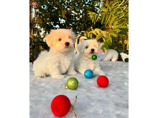 Kar Beyaz Irk Garantili Maltese Terrier Yavrular 