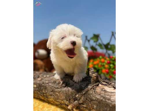 Her ile Gönderim Sağlayabildiğimiz Maltese Terrier Yavrular