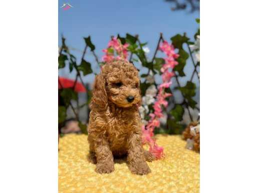 Her Şehire Gönderim Sağladığımız Maltipoo Yavrular 