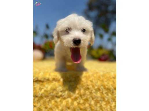 Sevimli Irk Garantili Maltese Terrier Yavrular 