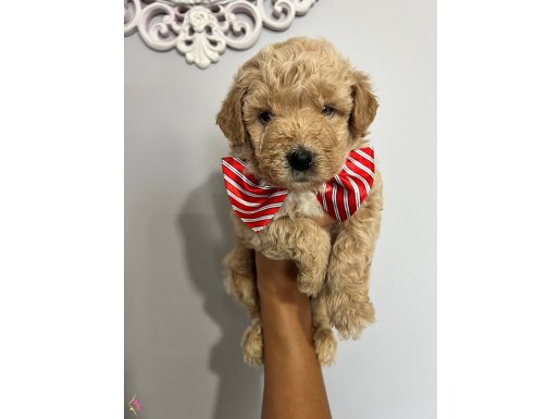 Harika Güzellikte Maltipoo Yavrularımız 