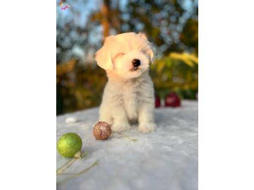  Hayran Bırakacak Güzellikte Maltese Terrier Yavrular
