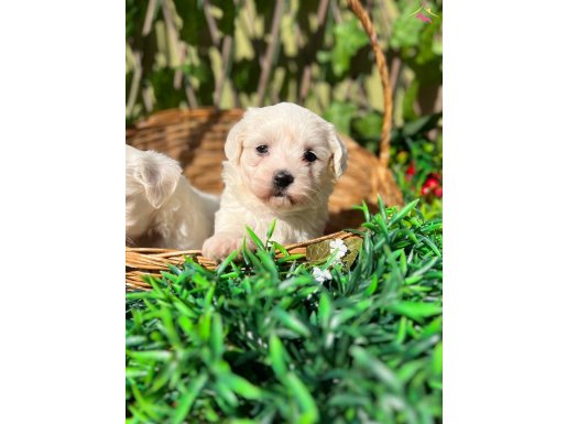 Kar Beyaz Irk Garantili Maltese Terrier Yavrular 