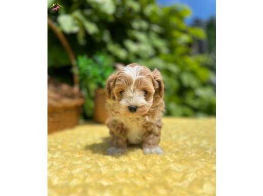 Harika Güzellikte Maltipoo Bebeklerimiz 