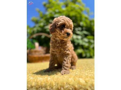 Sevimli Güzel Anatomili Toy Poodle Yavrular 