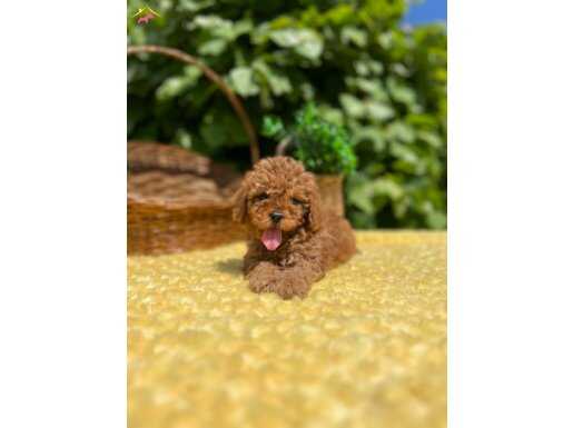 Harika Güzellikte Irk Garantili Toy Poodle Bebekler 