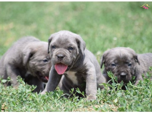 Harika Anatomi Koca Kafa Cane Corso Yavrular 