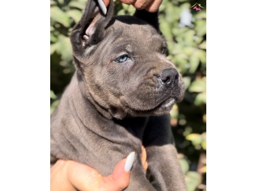 İri Cüssesiyle Görenlere Dudak Isırtacak Cane Corso Yavrular
