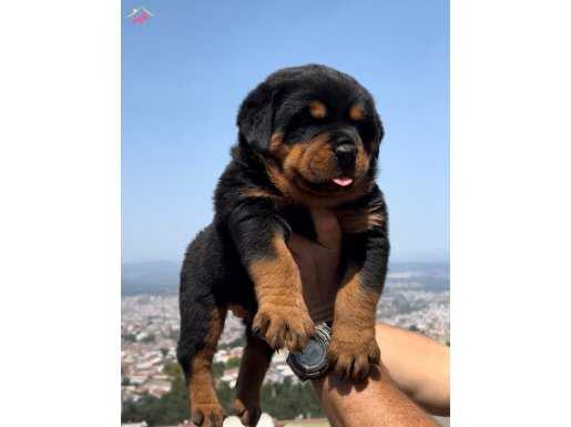 Anatomi Harikası Üst Kalite Rottweiler Yavrular 