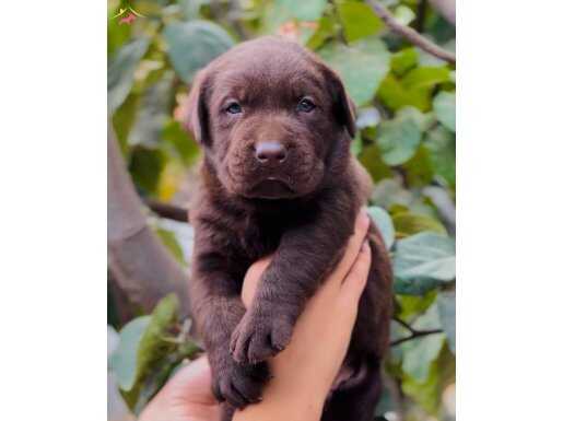Harika Güzellikte Dost Canlısı Labrador Yavrular 