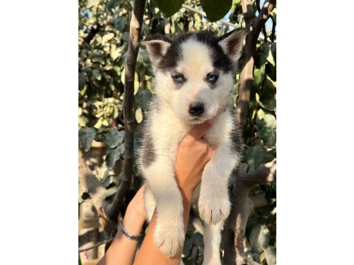 Dikkatleri Üzerine Çekecek Masmavi Güzellikte Husky Yavrular
