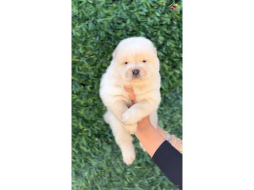 Harika Güzellikte Chow Chow Yavrular 