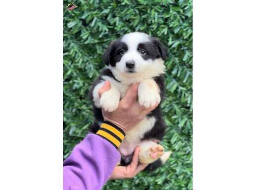 Zeka Küpü Irk Garantili Border Collie Yavrular 