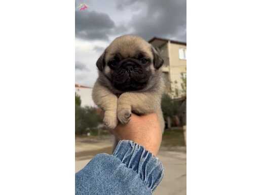 Gül Kuyruk Basık Burunlu Pug Bebekler 