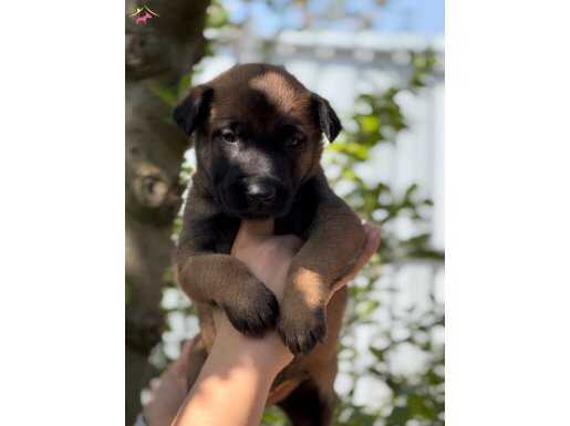 Anatomi Harikası Zeka Küpü Belçika Kurdu Yavrular 