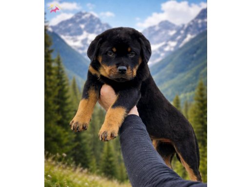 Anatomi Harikası Heybetli Rottweiler Yavrular 