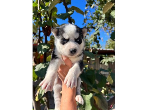 Buz Mavisi Bakışlı Kusursuz Anatomi Sibirya Kurdu Yavruları