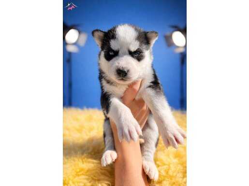 Masmavi Gözlere Sahip Irk Garantili Sibirya Kurdu Yavrular 