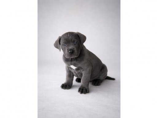 Alanının En İyisi Heybetli Cane Corso Yavrular 