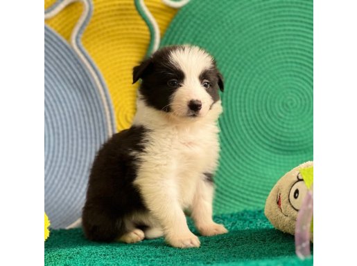 Zekasıyla Büyüleyen Siyah Beyaz Border Collie Yavruları