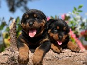 Dudak Isırtacak Güzellikte Heybetli Rottweiler Yavrular 