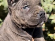 İri Cüssesiyle Görenlere Dudak Isırtacak Cane Corso Yavrular