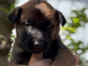 Anatomi Harikası Zeka Küpü Belçika Kurdu Yavrular 