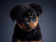 Harika Anatomi Heybetli Rottweiler Yavrular 