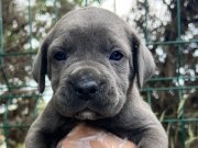 Bursa Yıldırım'da Asil Bakışlı ve İri Patili Cane Corso Yavruları