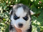 Masmavi Bakışlı Orijinal Sibirya Kurdu Yavruları - Sosyal Dostunuz