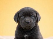 İri Cüsseli Anatomi Harikası Cane Corso Yavrular 