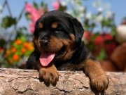 Heybetli Harika Anatomi Rottweiler Yavrular 
