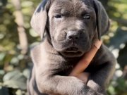 Harika Anatomi Irk Garantili Cane Corso Yavrular 