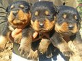 A Kalite Irk ve Sağlık Garantili Rottweiler Yavrular