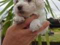 Güzel Yüzlü Irk Garantili Maltese Terrier Yavrular 