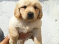 Bebek Yüzlü Küt Burun Golden Retriever Yavrular 