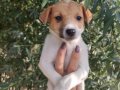 Harika Anatomi Kısa Bacak Jack Russell Yavrular 