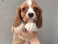 Irk ve Sağlık Garantili Cavalier King Charles Yavrular  