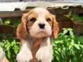 Güzel Surat Irk Garantili Cavalier King Charles Yavrular