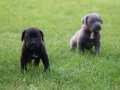  IRK GARANTİLİ GÜZEL ANATOMİ CANE CORSO YAVRULAR